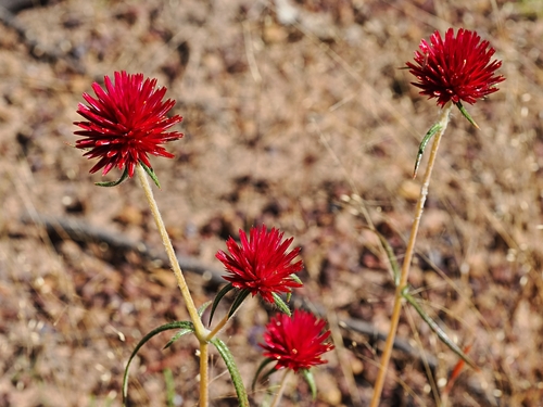 Image of Gomphrena canescens by (c) Roland Muench, some rights reserved (CC BY)
