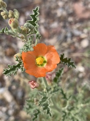 Sphaeralcea hastulata