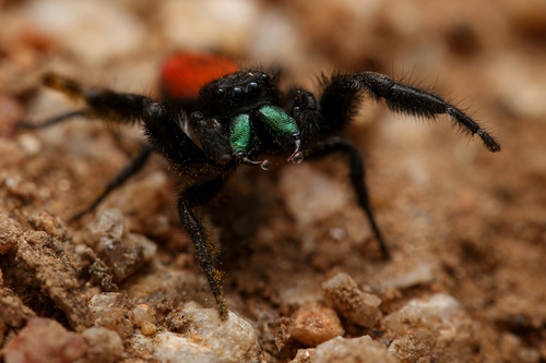 Johnson's Jumping Spider, Sycamore Canyon Wilderness Park, Riverside, CA, US, photo 2 of 10