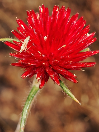Image of Gomphrena canescens by (c) Roland Muench, some rights reserved (CC BY)
