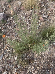 Sphaeralcea hastulata