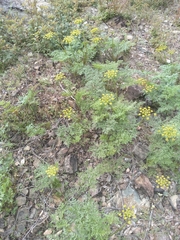 Lomatium dissectum