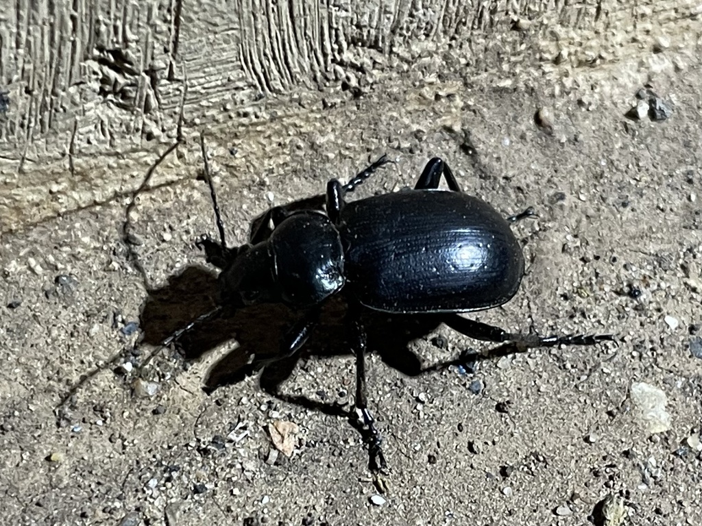Calosoma affine