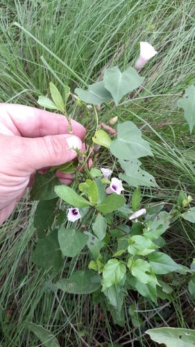 Image of Ipomoea amnicola by (c) Pablo H Capovilla, some rights reserved (CC BY)