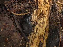 Megadromus guerinii