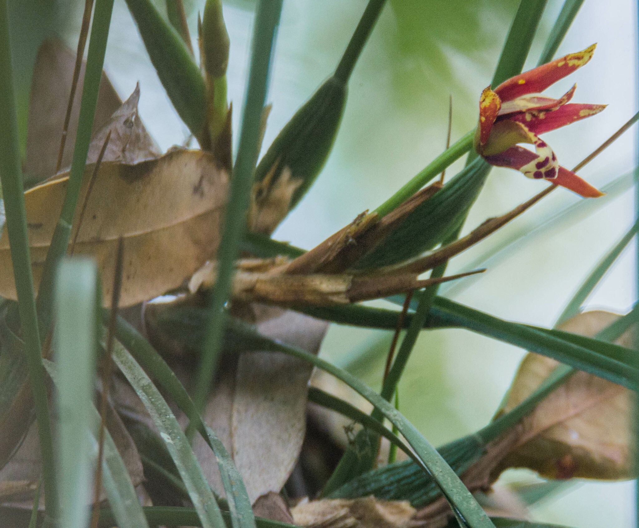 Imagem de Orquídea-da-serra