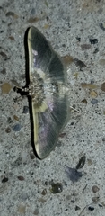 Apilocrocis brumalis