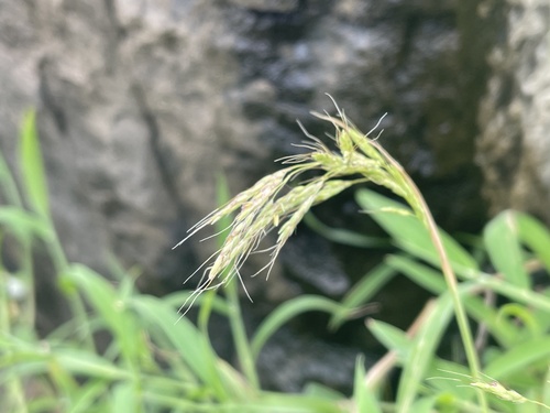 Capillipedium kwashotense observed 2023-08-08