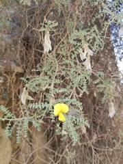 Adesmia miraflorensis