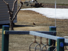 Turdus migratorius image