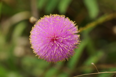 Mimosa hystricina