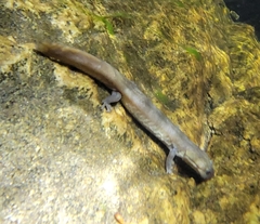 Shangcheng Salamander photo 2