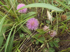 Mimosa nuttallii