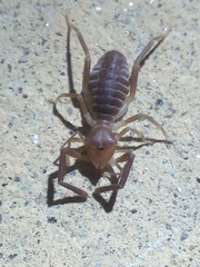 Ammotrechidae