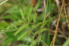 Mimosa hystricina