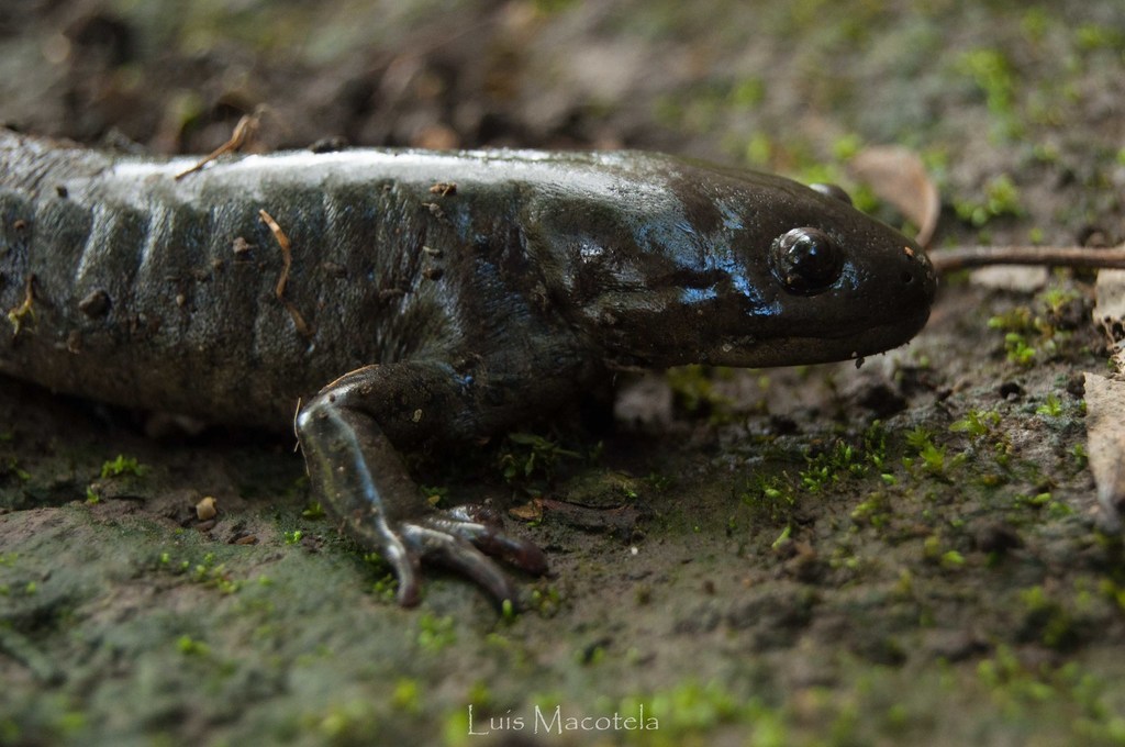Lake Lerma Salamander