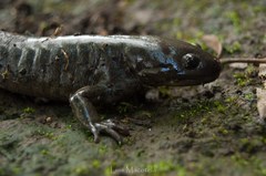 Ambystoma lermaense