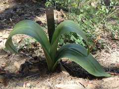 Platanthera elongata