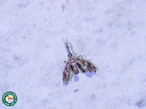 Lineodes hieroglyphalis