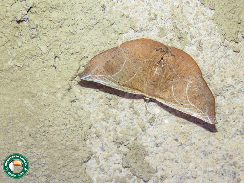 Polla celeraria