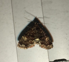 Metalectra richardsi