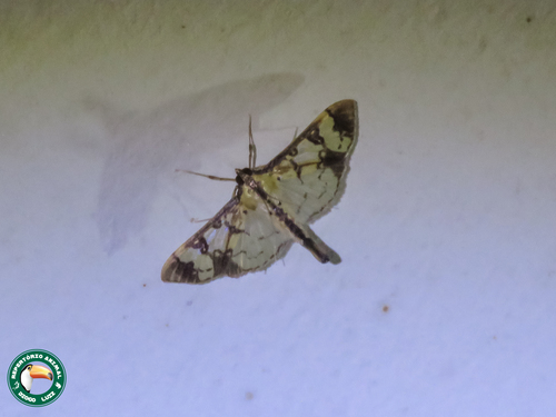 Praeacrospila melanoproctis