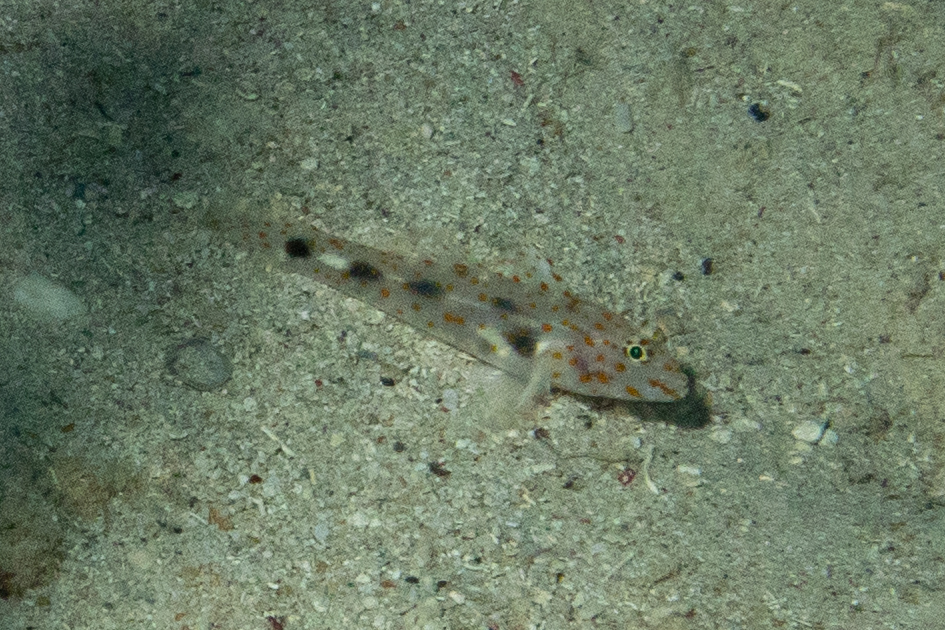 Blotched Goby from Moalboal, PH-CB, PH on April 19, 2024 at 12:24 PM by ...
