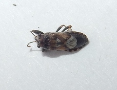 Phlegyas abbreviatus