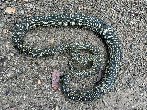 Diamond Python sighting