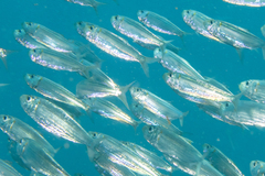 Bluestripe Herring photo 3