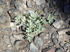 Ehrendorferia chrysantha