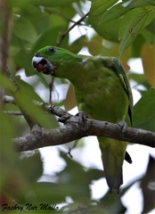 Golden-Mantled Racket-Tail photo 2