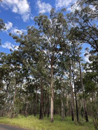 Eucalyptus sphaerocarpa observed 2024-04-09