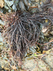 Furcellaria lumbricalis