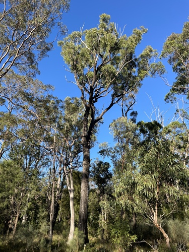 Eucalyptus melanoleuca observed 2024-04-10