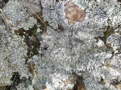 Psiloparmelia distincta