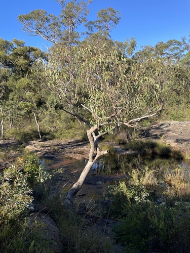 Eucalyptus disclusa