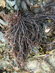 Furcellaria lumbricalis