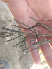 Diplachne fusca