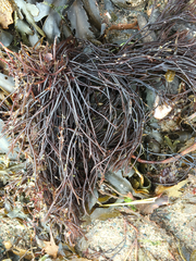 Furcellaria lumbricalis