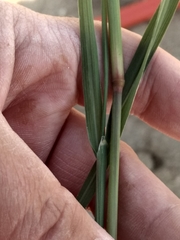 Diplachne fusca