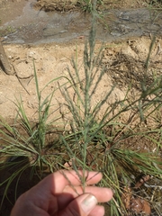 Diplachne fusca