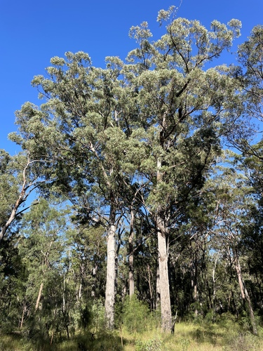 Eucalyptus sphaerocarpa observed 2024-04-10