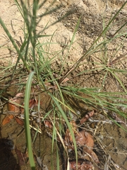 Diplachne fusca