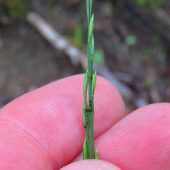 Festuca subverticillata