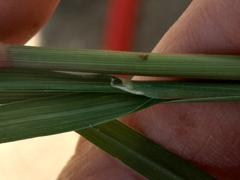 Diplachne fusca