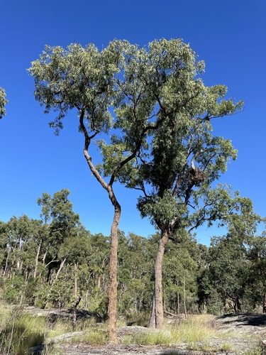 Corymbia bunites observed 2024-04-10