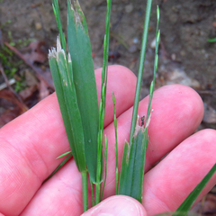 Festuca subverticillata