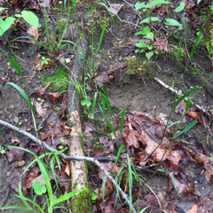 Festuca subverticillata