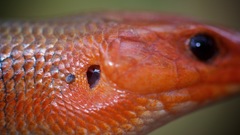 Plestiodon laticeps image